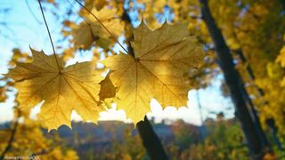 AimeeWavesXXX - Ruining Your Marriage